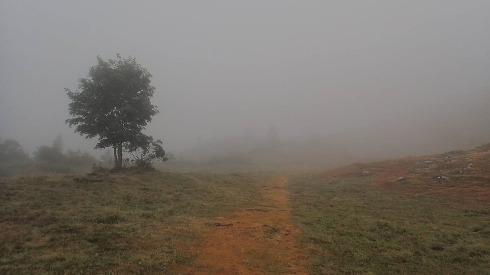Arbre isolé dans la brume, au bord d’un sentier